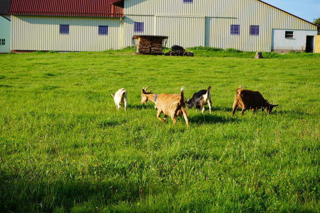 Ziegen